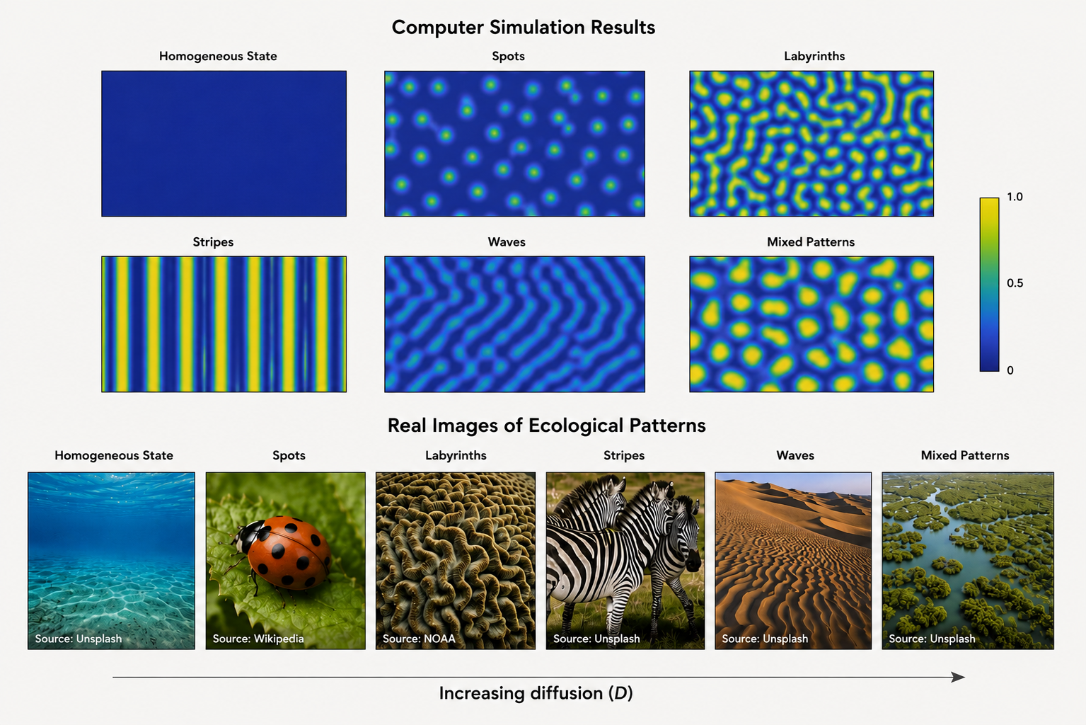 Ecological Patterns